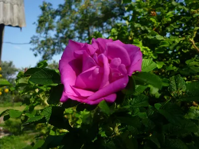 Видео обзор розы Ругоза (Гибрид Rugosa) - YouTube