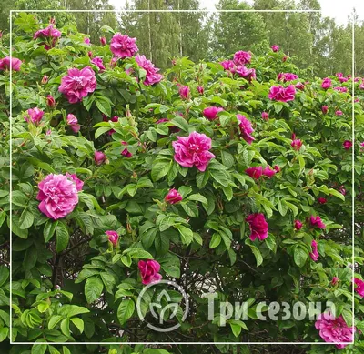 Роза ругоза сорта Рубра и Альба (id 91837979), купить в Казахстане, цена на  Satu.kz