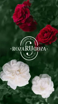 Роза морщинистая купить саженцы в Нижнем Новгороде.