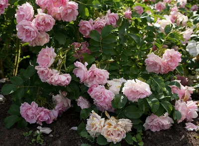 Саженцы розы ругоза Хансаланд (Hansaland) купить в Москве по цене от 1 800  до 2340 руб. - питомник растений Элитный Сад