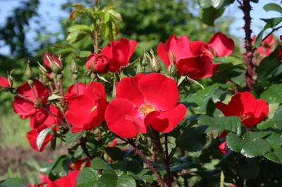 Роза морщинистая Ругоза (Rosa rugosa) - Diamond Garden