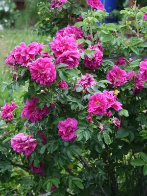 Роза Ругоза Альба(Производство) С3L; Высота 60-90 см – Ваш сад