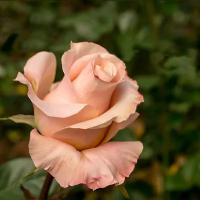 Роза импорт шиммер 50 см – Цветочная Лав-Лавка