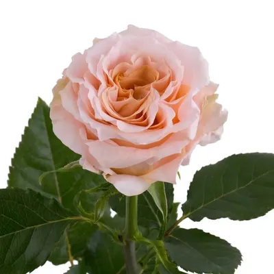 Кружевные розы Шиммер: 23штуки - 3350сом, высота 50см. 1 шт-140сом, зависит  от высоты роз. | Instagram
