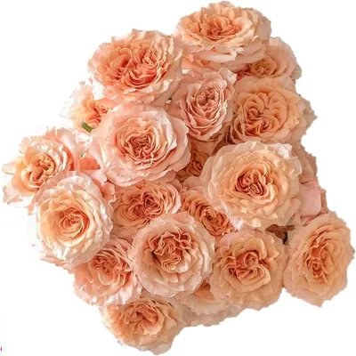 Роза \"Шиммер\" (Эквадор) (Премиум) с доставкой в Новороссийске в интернет  магазине цветов Роз Новоросс