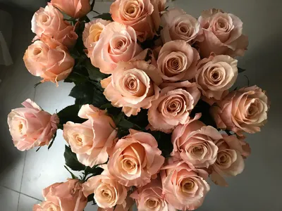 Роза пионовидная Shimmer (шиммер) 60-70 см (поштучно) купить с доставкой в  СПб