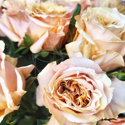 Роза импорт шиммер 50 см – Цветочная Лав-Лавка