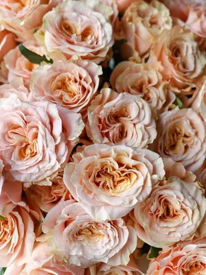 Роза ШИММЕР!!! Цвет🔥Одна из любимейших сортов роз🙂 Кружевная  нежно-персиковая роза очарует своим шикарным видом. | Instagram