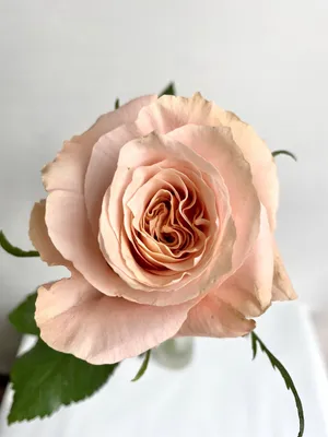 Роза пионовидная Shimmer (шиммер) 60-70 см (поштучно) купить с доставкой в  СПб