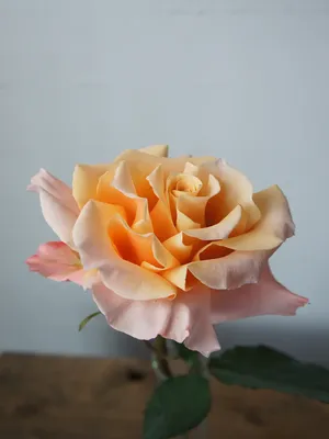 А) 21 Роза \"Шиммер\" 70 см (Эквадор) (Премиум) и скидки в интернет магазине  цветов Роз Новоросс