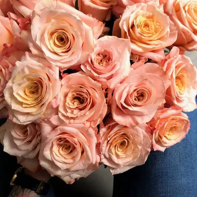 Классические розы Шиммер - купить в Москве | Flowerna