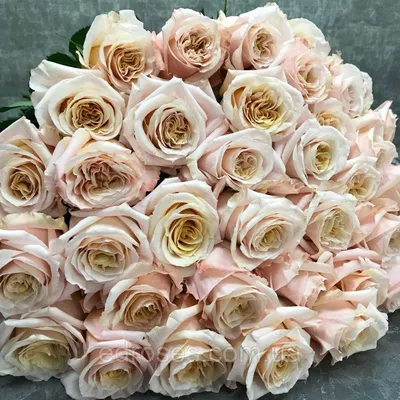 А) 21 Роза \"Шиммер\" 60 см (Эквадор) (Премиум) и скидки в интернет магазине  цветов Роз Новоросс