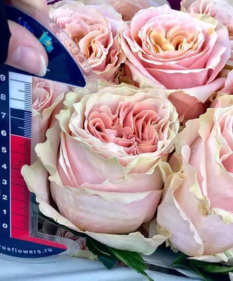 Купить букет из роз \"Шиммер\", AquaFlor, 21 шт, цены на Мегамаркет |  Артикул: 600010429642