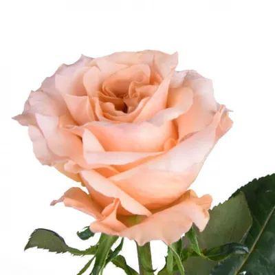 шиммер - shimmer - роза шиммер | Розы