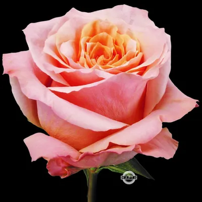 25 пионовидных роз Шиммер | купить недорого | доставка по Москве и области  | Roza4u.ru