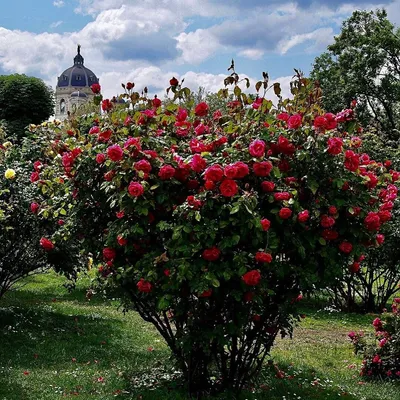 Полуплетистые розы-шрабы: лучшие сорта для сада, особенности ухода |  Лютики-Цвето4ки | Дзен