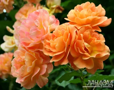 Роза шраб Вестерланд (Westerland) - Розы шрабы, купить с доставкой по  Москве и Московской области, сорта, цены за штуку, названия, фото