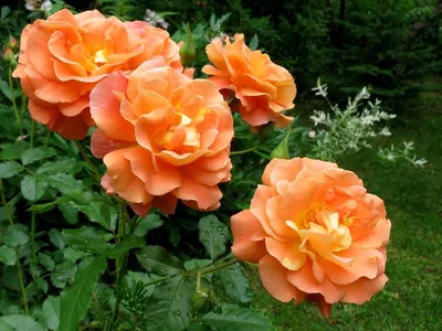 Роза шраб \"Вестерлэнд\" (\"Westerland\") | \"Кедр\" Питомник растений в СПб