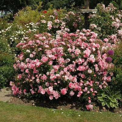 Саженцы розы шраб Вестерленд (Westerland) купить в Москве по цене от 1 800  до 3060 руб. - питомник растений Элитный Сад
