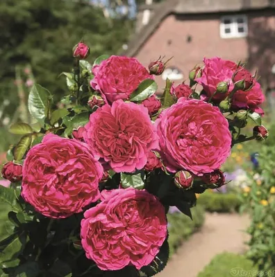 Купить роза шраб абрахам дерби (abraham darby) по цене 260 руб. в интернет  магазине \"Первые Семена\"