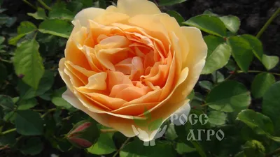Роза шраб (кустарниковая) Вилльям Баффин (горшок 5л) – купить за 1 020 ₽ |  Раздолье-садовода.рф