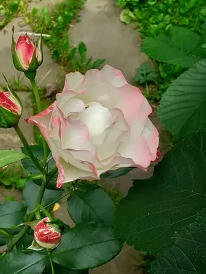 Кельнер Флора (Kolner Flora) Роза Шраб - Сад удачи, интернет-магазин  садовых растений