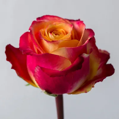 Оранжевая роза Силантой | купить недорого | доставка по Москве и области