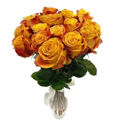 Роза Эквадор SILANTOI 40-50см | Купить розы в Челябинске