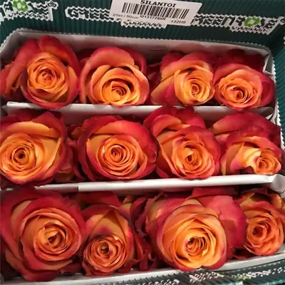 Букет из 25 красно-жёлтых роз \"Силантой\" 50 см - купить в СПБ с доставкой  на дом