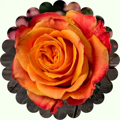 Роза Силантой 60 см, Цветы и подарки в Саратове, купить по цене 280 RUB,  Цветы поштучно в Городские Цветы с доставкой | Flowwow