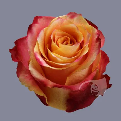 Букет из 15 красно-жёлтых роз с эвкалиптом \"Силантой\" 50 см - купить в СПБ  с доставкой на дом