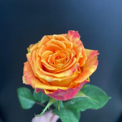 Заказать \"9 чайных роз сорта \"Силантой\" (ароматные)\" | Цветули - уникальный  сервис по доставке цветов без накруток и посредников в городе Балашиха