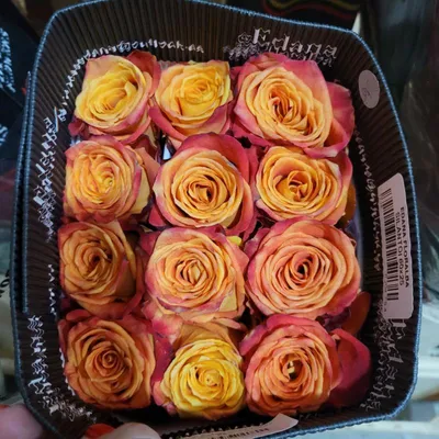 Саженцы розы Силантой (Silantoi) заказать почтой. Купить кусты новые сорта  роз. Силантой (Silantoi) в интернет-магазине.