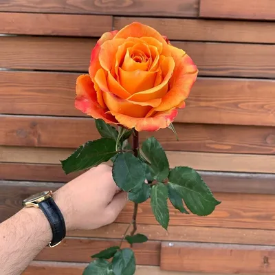 Купить эквадорские розы Силантой в СПб | Оптовая цветочная компания СПУТНИК