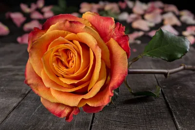 Сорта эквадорских роз (Большое количество фото) - treepics.ru