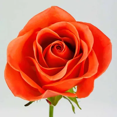 Купить розовые розы Амстердам в СПб ✿ Оптовая цветочная компания СПУТНИК
