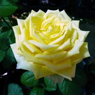 Эквадорские цветы, Роза, Гвоздика Ecuadorian flowers, Rose, Carnation |  Facebook