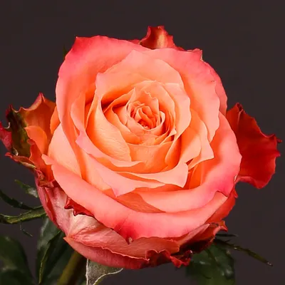 Купить розы в Челябинске | Розы Эквадор