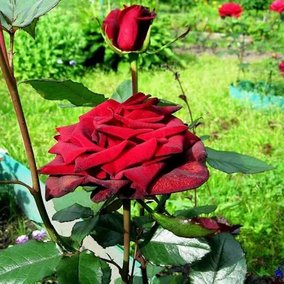 25 пионовидных роз Софи Лорен | доставка по Москве и области