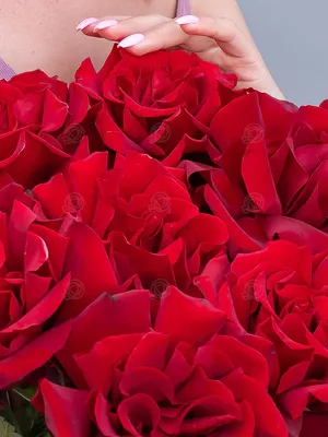 Роза чайно-гибридная Софи Лорен (Sophia Loren) купить саженцы почтой из  питомника «АГРОФОНД»