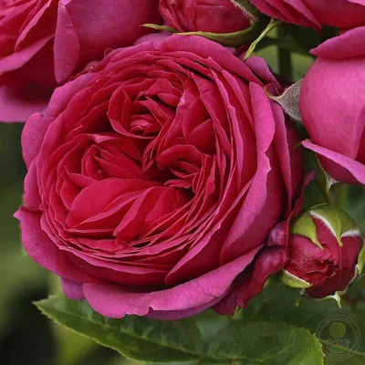 Роза английская кустовая Софи Роуз (Sophy's Rose) купить саженцы почтой из  питомника «АГРОФОНД»