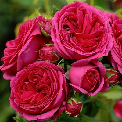 7 роз Софи Лорен купить в Нижнем Новгороде