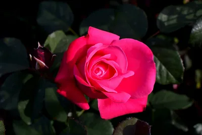 101 пионовидная роза Софи Лорен | доставка по Москве и области