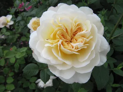 Купить Роза английская Софи 1 шт / АгроСемФонд/Розы/Английская / | V4 Market