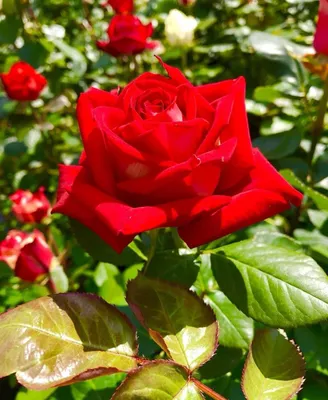 Купить Роза чайно-гибридная привитая «Софи Лорен» («Sophia Loren») –  Садовый центр «Ландшафт»