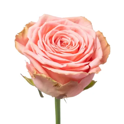Купить саженцы София Ренессанс (Sophia Renaissance) розы с доставкой по  России - Магазин саженцев Gardenson