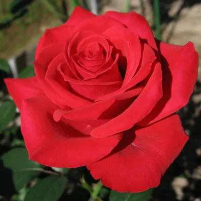 Купить саженцы розы София с доставкой почтой | Питомник саженцев Краснодар  «КФХ Фруктовый сад»