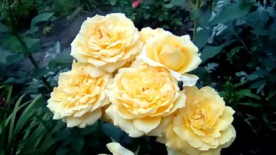 Роза Софи Лорен 🌺 купить в Киеве с доставкой - цена от Камелия
