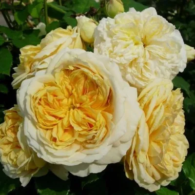 Саженцы розы Софи Лорен купить в Москве по цене от 630 до 1125 руб. -  питомник растений Элитный Сад