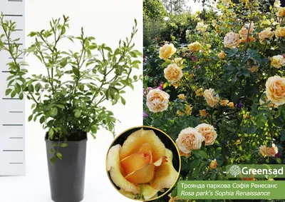 Роза София эквадор 70, Цветы и подарки в Ереване, купить по цене 1650 AMD,  Цветы поштучно в Tatev Hakobyan Flower boutique с доставкой | Flowwow